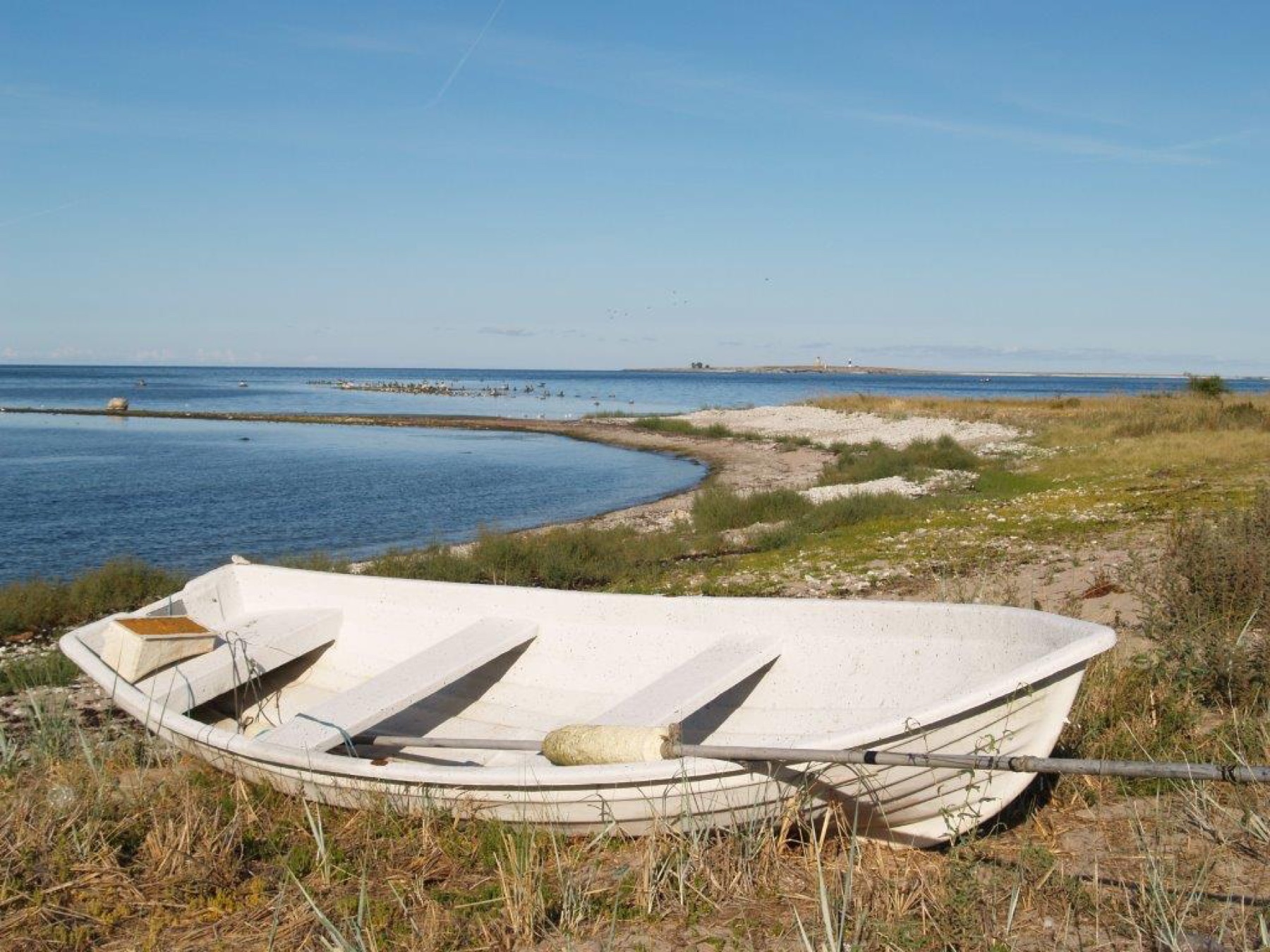 En vit eka uppdragen på stranden vid stilla vatten